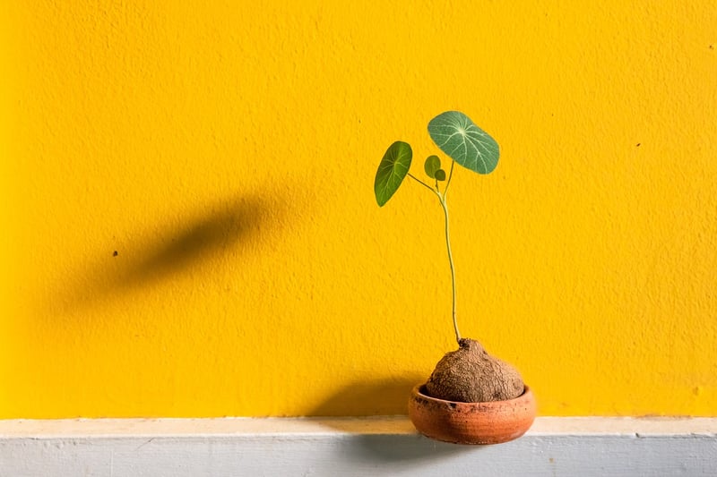 Minimalist Green Walls