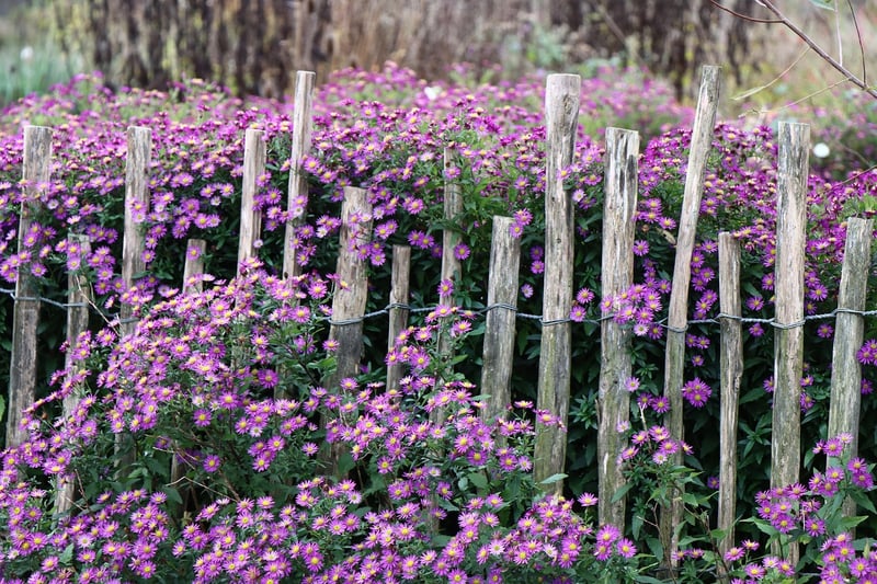Cottage Garden